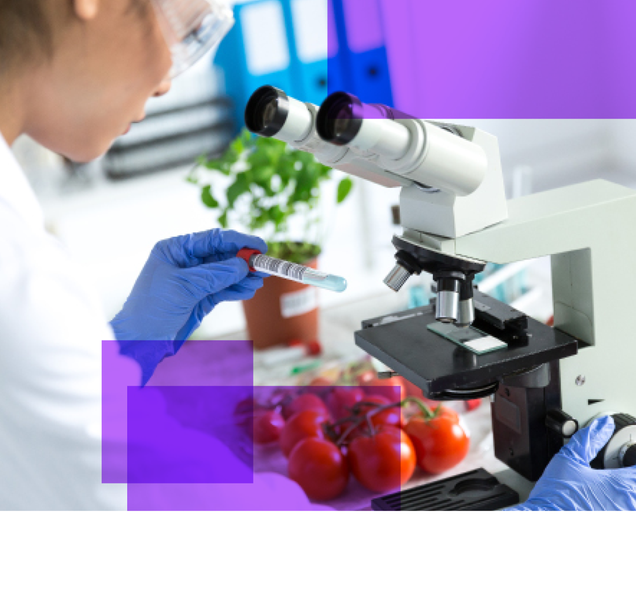 A woman wearing safety glasses leans over a microscope with a plant and tomatoes in the background.